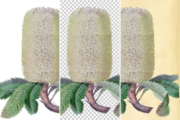 Banksia Undulata Illustration for Your Projects